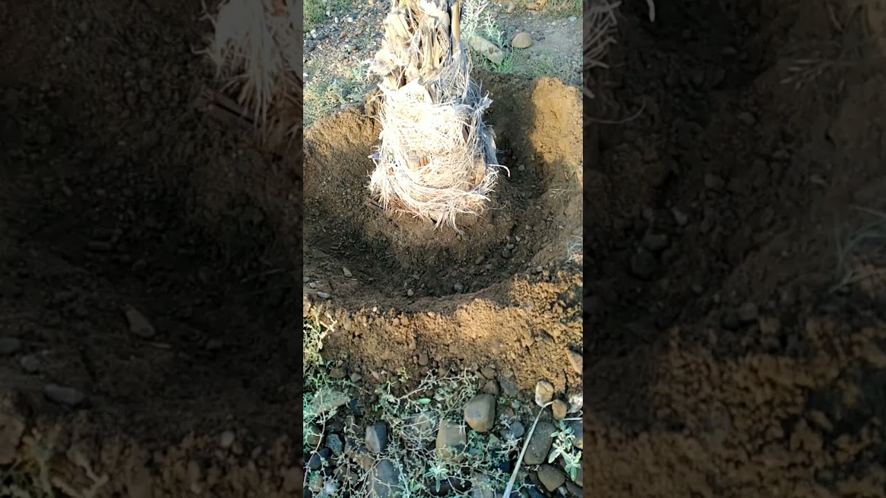 العنايه بفسائل النخيل وتفادي موت الفسيله