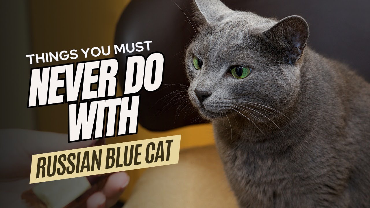 Russian Blue Cat Care 🐱7 Things You Must Never Do