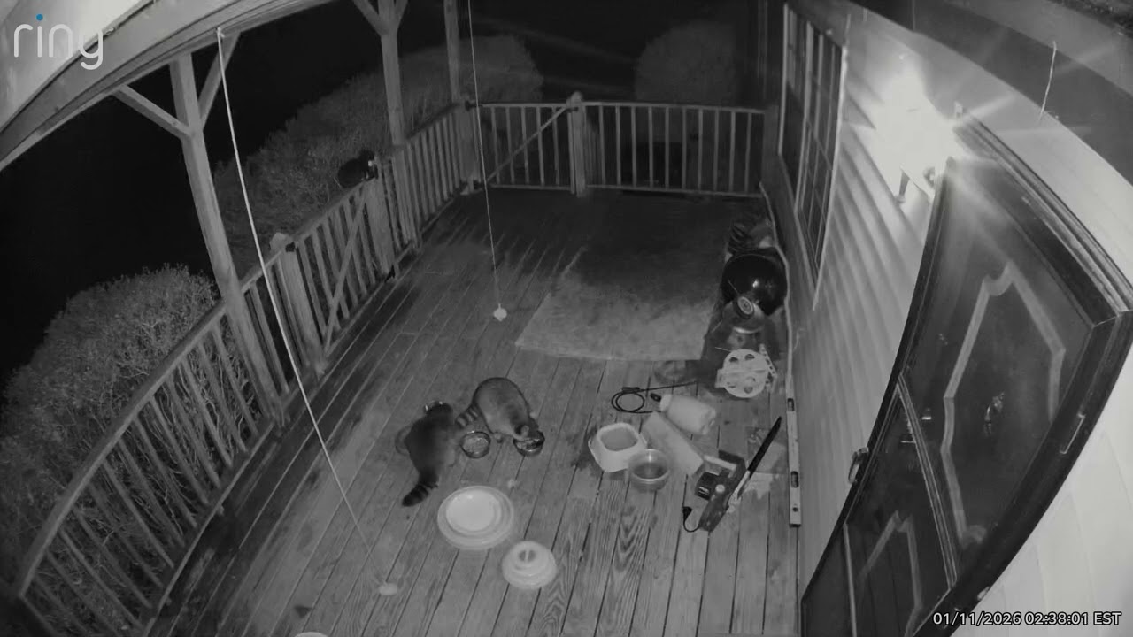 Scavengers