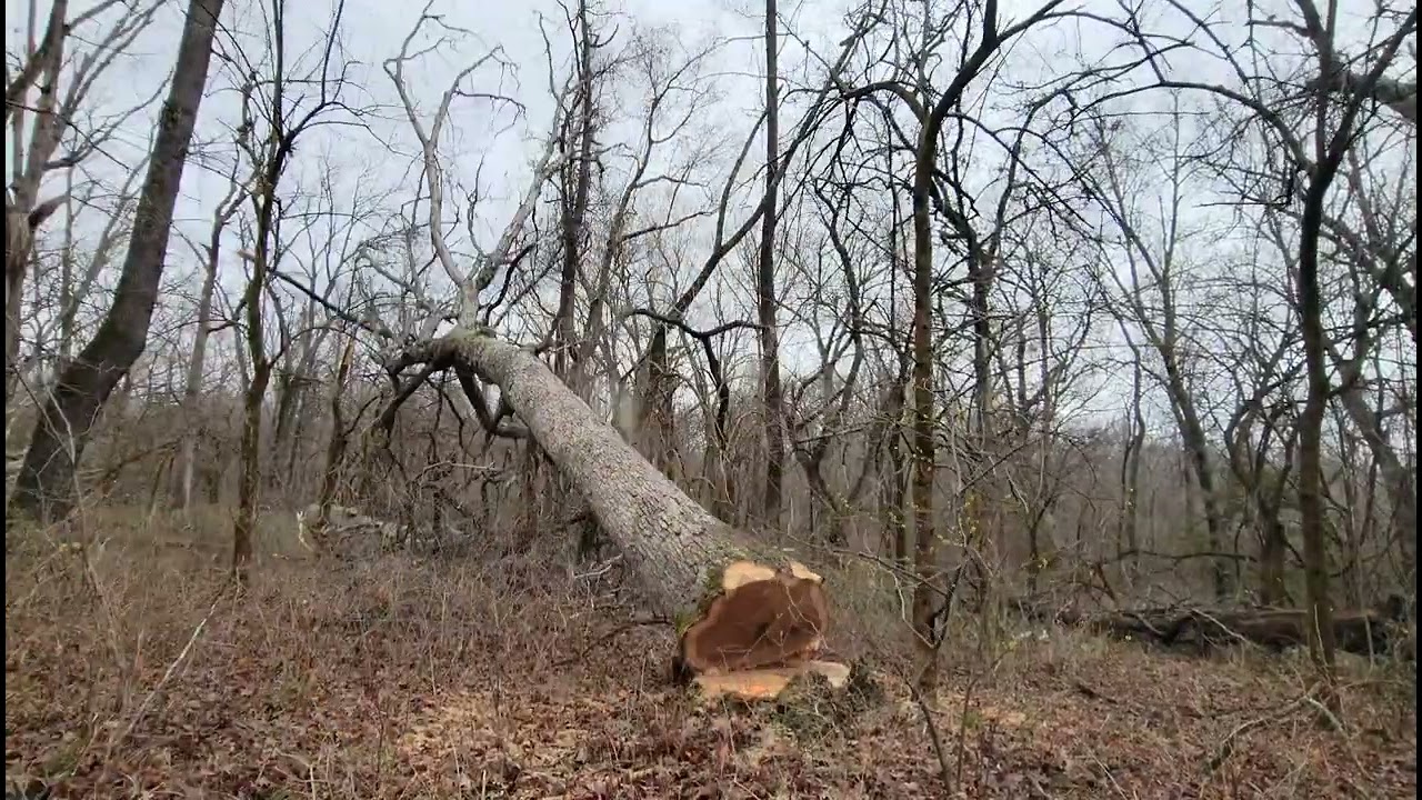 Рубка белых дубов.