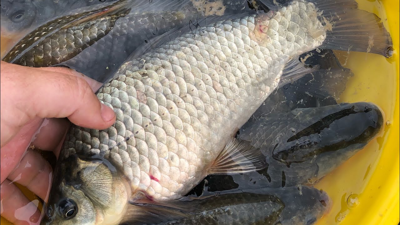 O balta perfecta din toate punctele&hellip;Balta Ianis și Maria foarte mult Caras (mare) și Crap