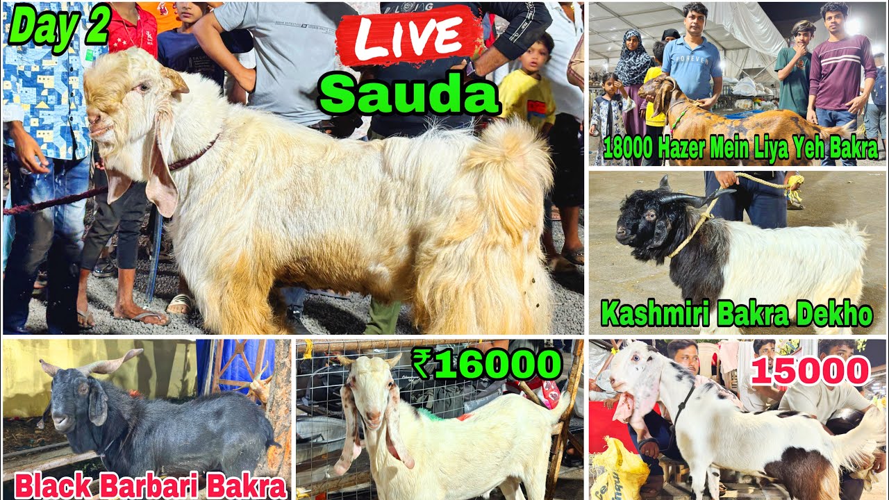 Deonar Bakra Mandi Day 2 Night Latest Update 7 June 2024 | 18000 Hazer Mein Bakra Mile Gaya Finally