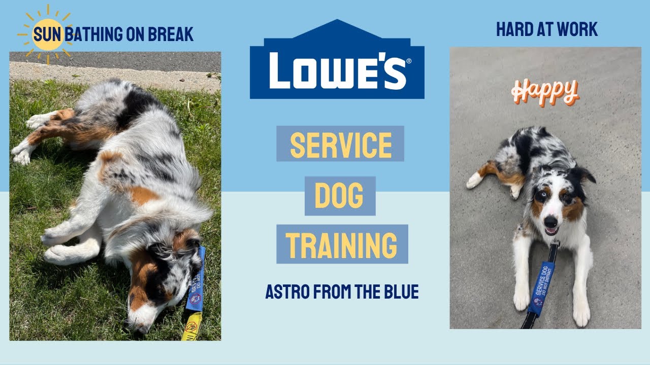 Service Dog Training: DOWN STAYS, leash pulling tips, public access ep.2 | Australian Shepherd