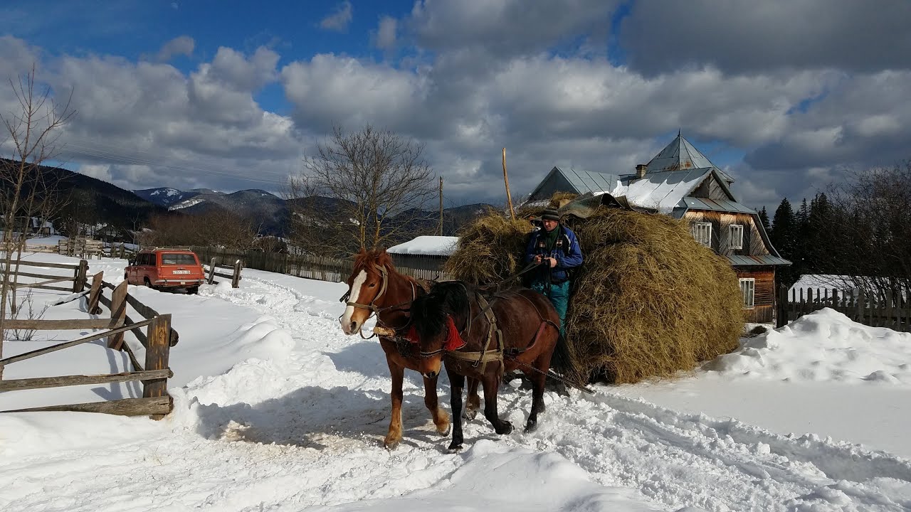 Документельний фільм. Як гуцули сіно звозили зимою на бендюгах.
