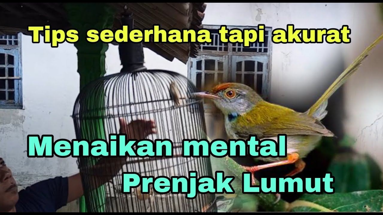 Cara menaikan mental prenjak lumut dengan mudah dan akurat🔥 hasil nya jooss 🔥