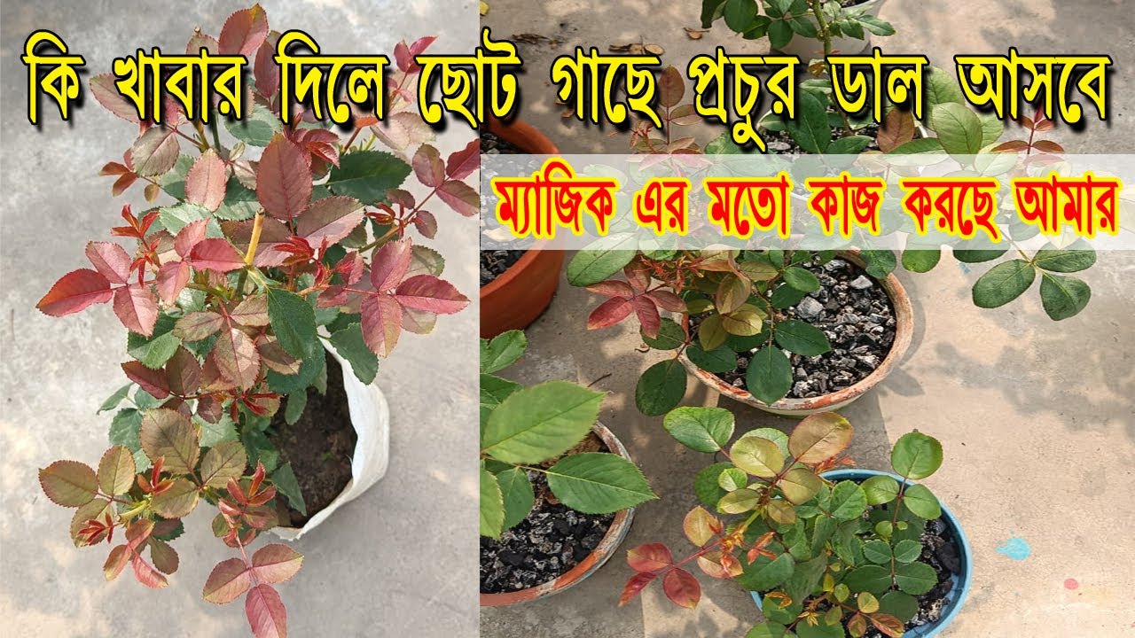 New Rose plant care in Soil & Cinder | Bagan bari bapan