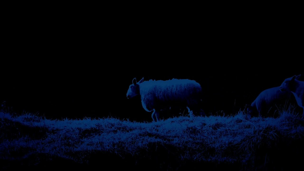 Relax and Fall Asleep While Counting Sheep with Cricket Ambience Sounds for Sleep, Insomnia