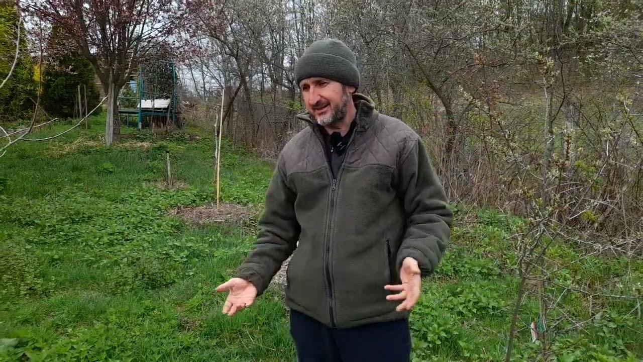 Aduceti in gradina dvs plante perene comestibile sau medicinale