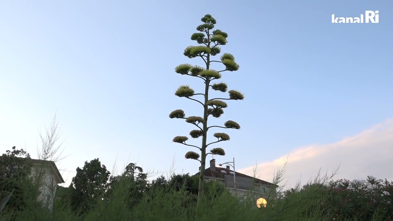 Zašto Agave cvjetaju uzduž Jadranske obale?