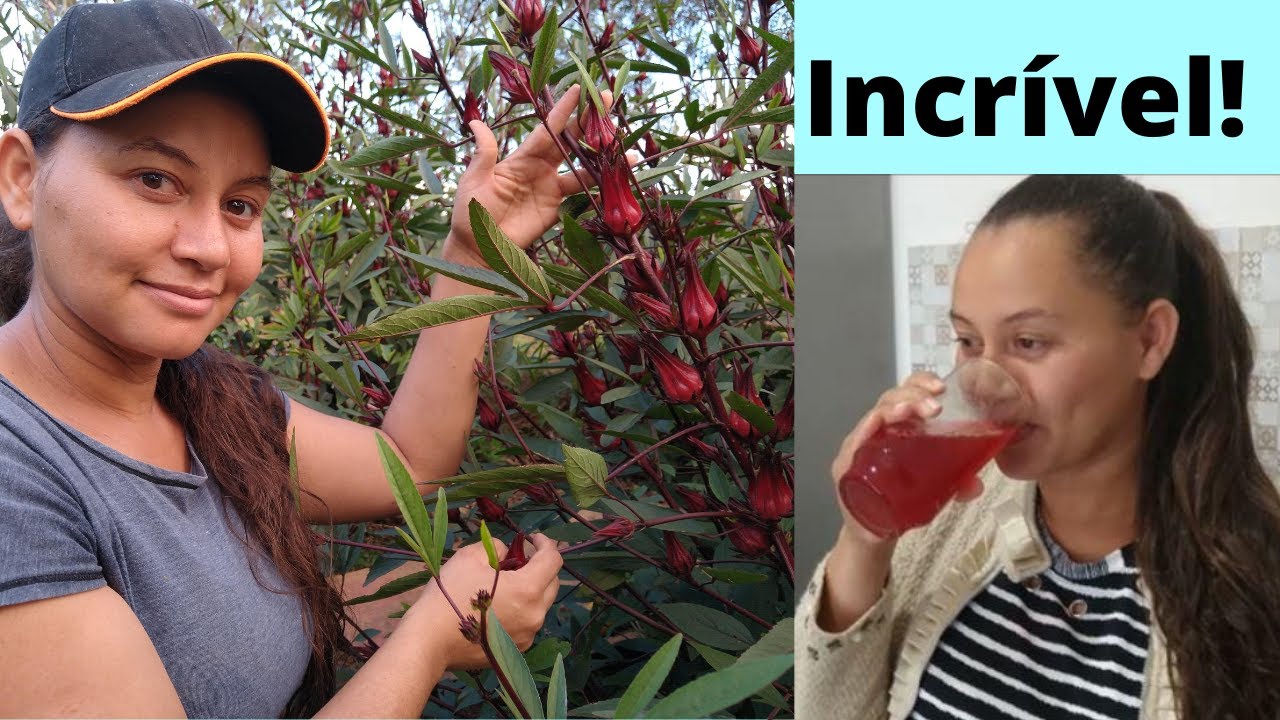 Benefícios MARAVILHOSOS do HIBISCO