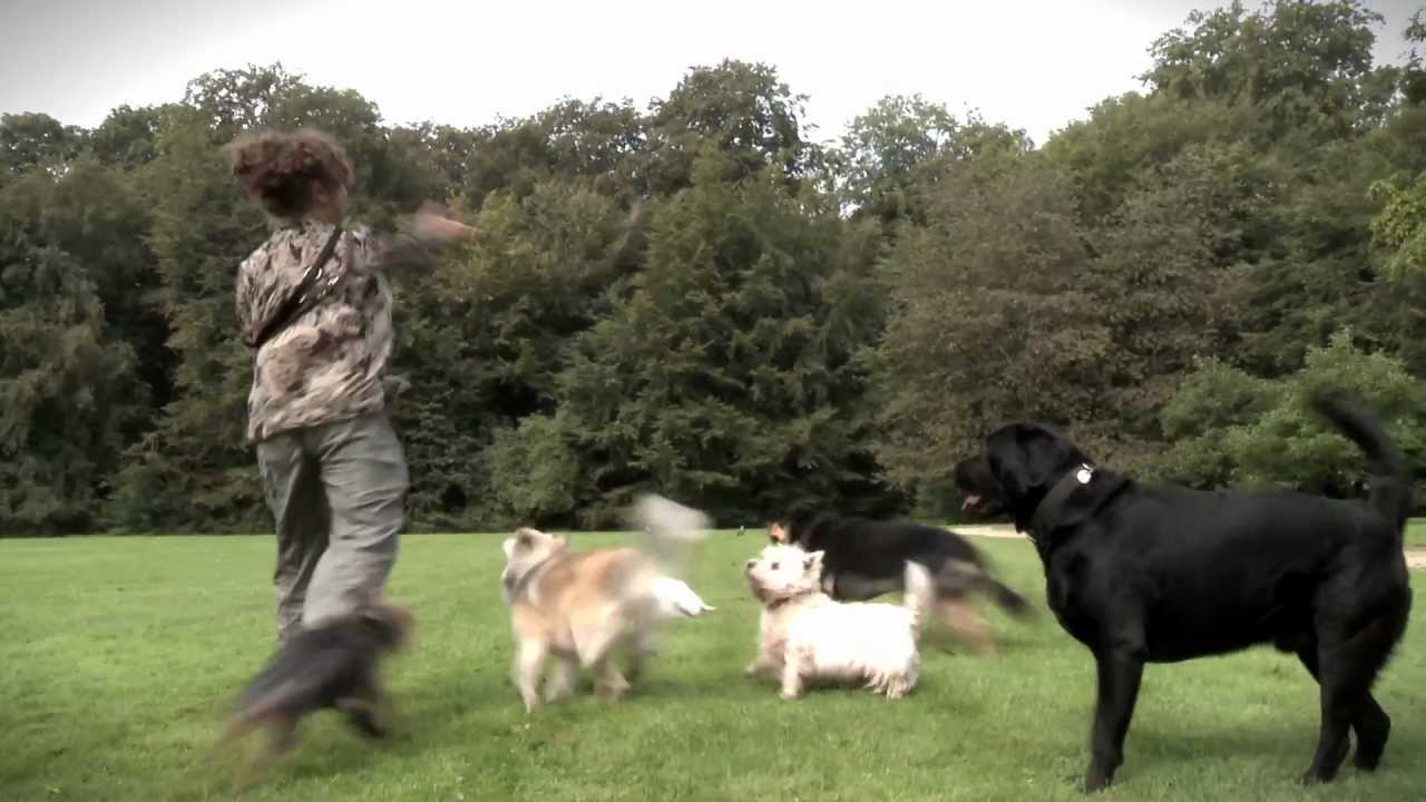 Hunde og lydighed
