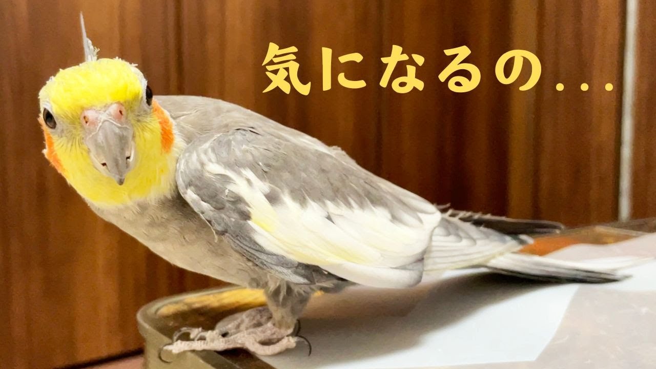 18歳オカメインコのマイブーム! この遊びが止まらない