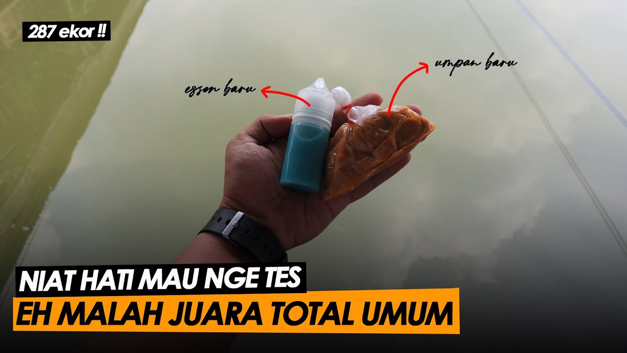 PERDANA❗️AMIS KUNING PREMIUM FEAT SRIKANDI || Am#219
