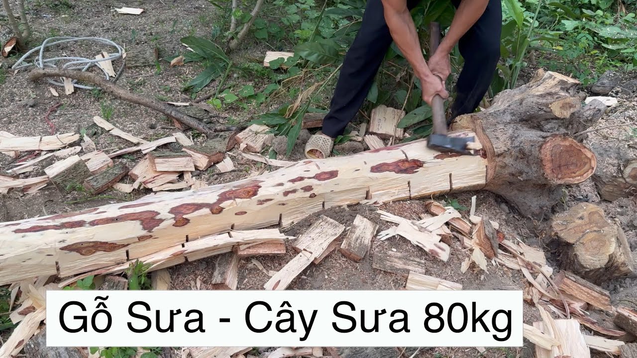 C&acirc;y Sưa Gỗ Sưa Vẫn Giao Dịch B&igrave;nh Thường - Cận Cảnh Lấy L&otilde;i C&acirc;y Sưa - Trung Quốc C&oacute; Đang Lừa Người V