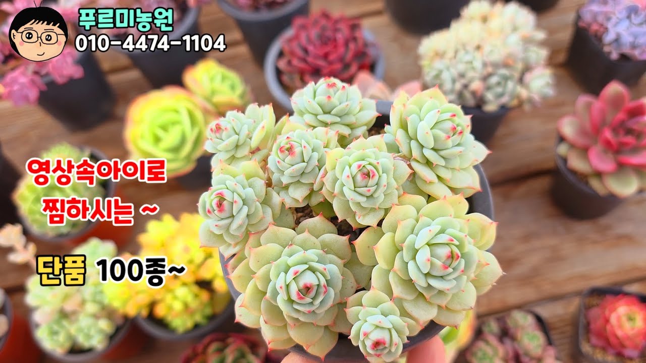 26년3월5일(목)❤️ 영상속아이로 찜하시는 단품100종~  🤗#succul ent plants #多肉植物#다육식물 #예쁜다육식물 #봄