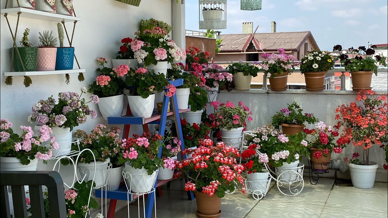 SARDUNYALARDA YAPRAK SARARMASI | Çiçeklerimde Toprak ve Gübre Olarak Ne Kullanıyorum?