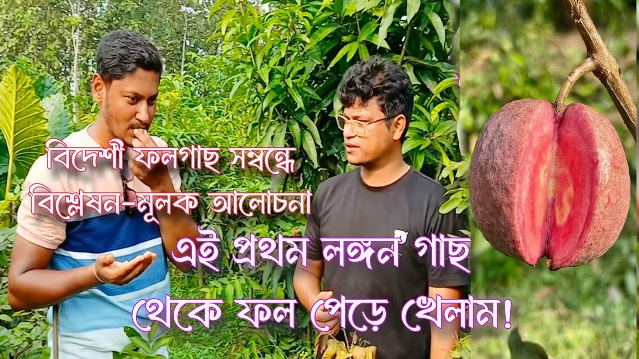 লঙ্গন গাছ থেকে ফল পেড়ে খেয়ে দেখলাম প্রথমবার | ফল গাছ নিয়ে জয়দীপ দাদার সাথে বিশ্লেষণ মূলক আলোচনা 