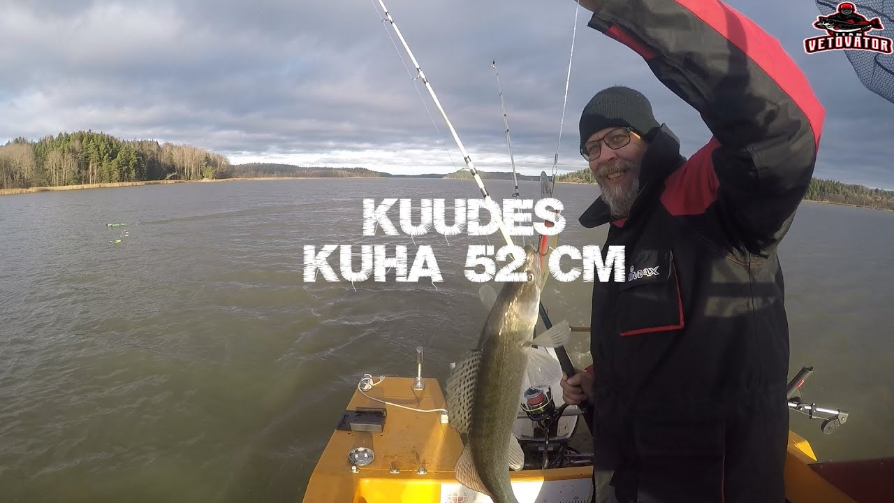 Kuhan vetouistelua merellä