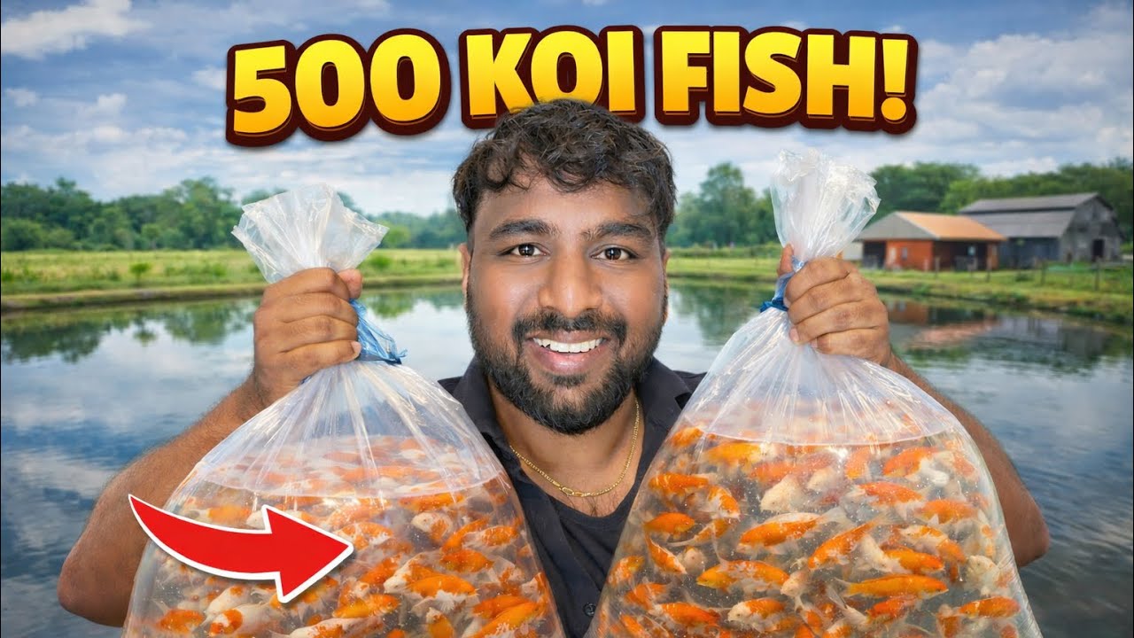 500 Koi Fish In our Pond 😍 Farm Update @CherryVlogsCV 