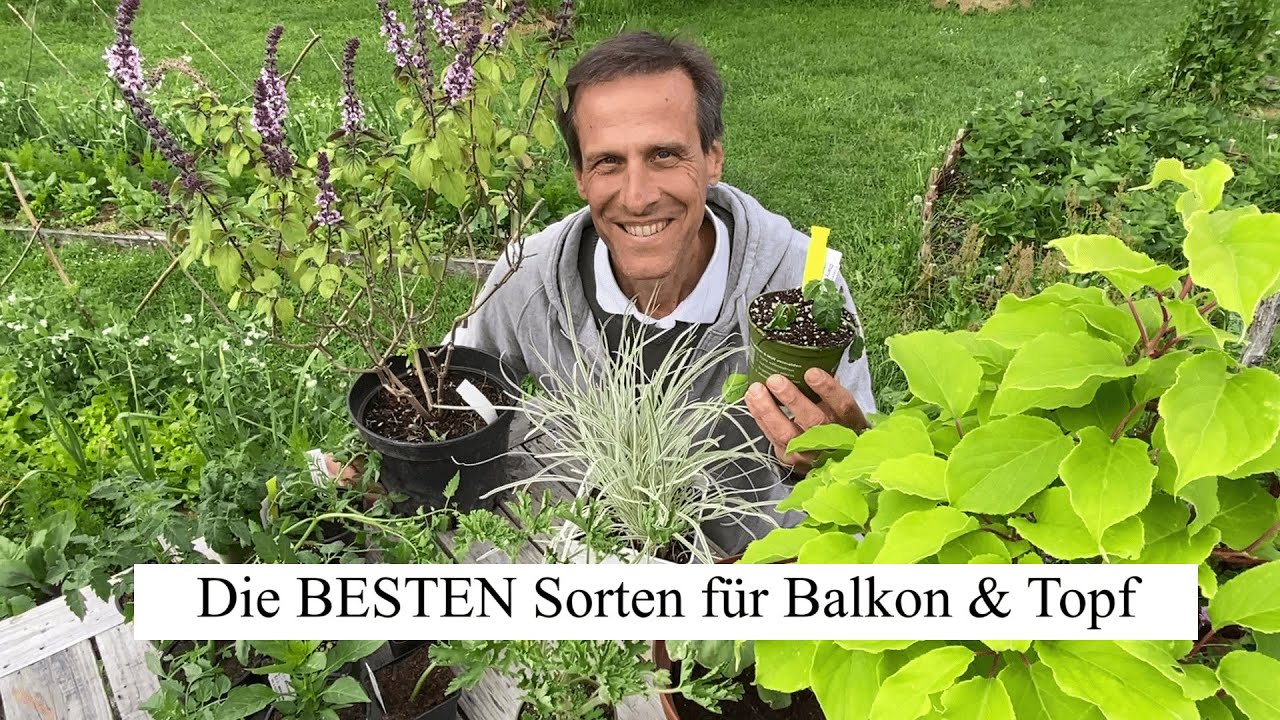 Der Große Sorten Check für Balkon und Topf Gemüse 🌞 inklusive viele Sortenempfehlungen!
