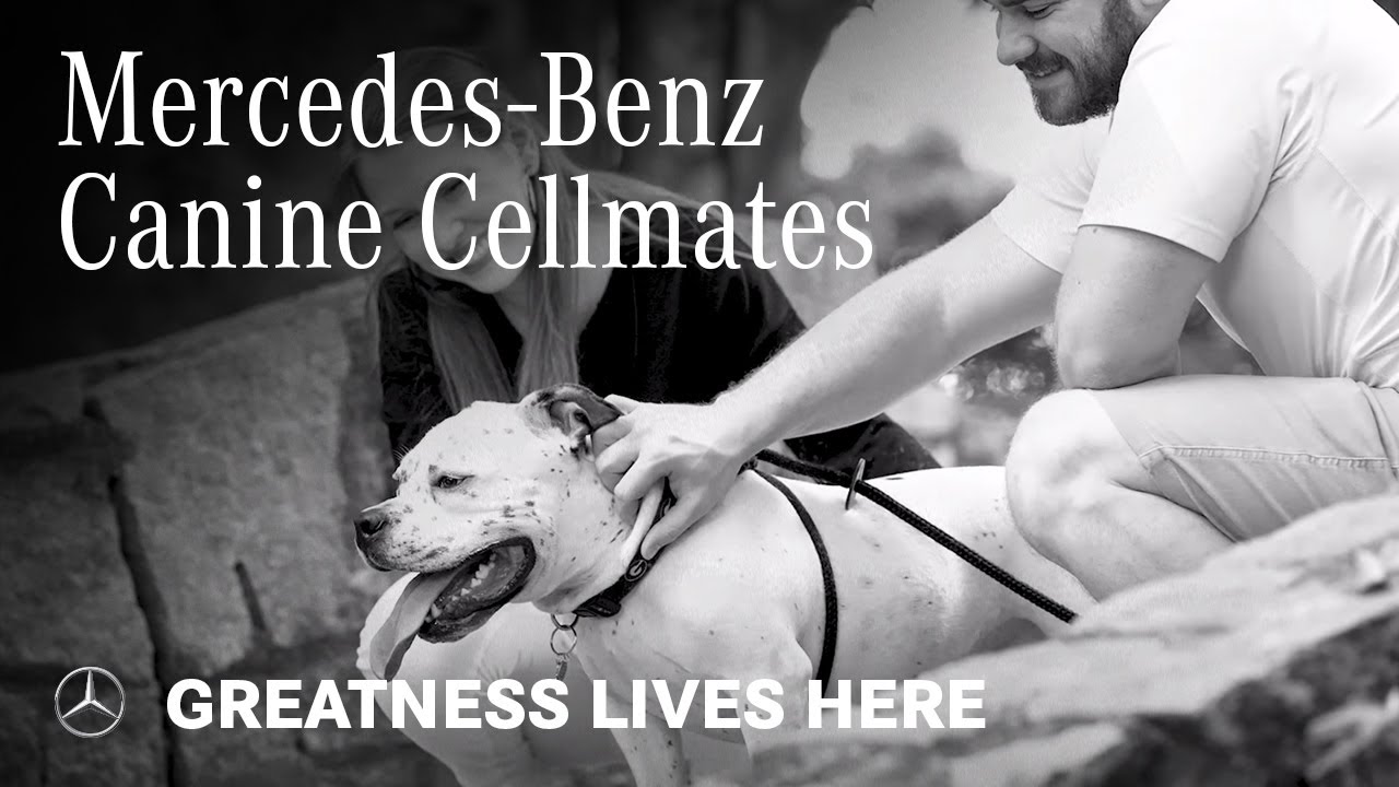 Mercedes-Benz USA – Canine Cellmates