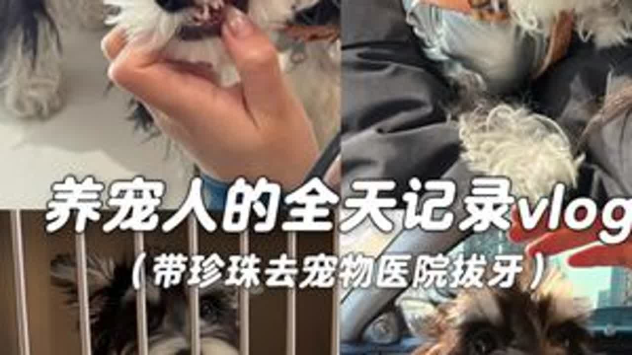 vlog.071 | 养宠人的全天记录，我家小狗第一次手术，珍珠宝宝的身价增长了#萌宠日常记录 #vlog日常 #养宠人的治愈谁懂啊 #狗狗拔牙 #十亿流量扶持计划