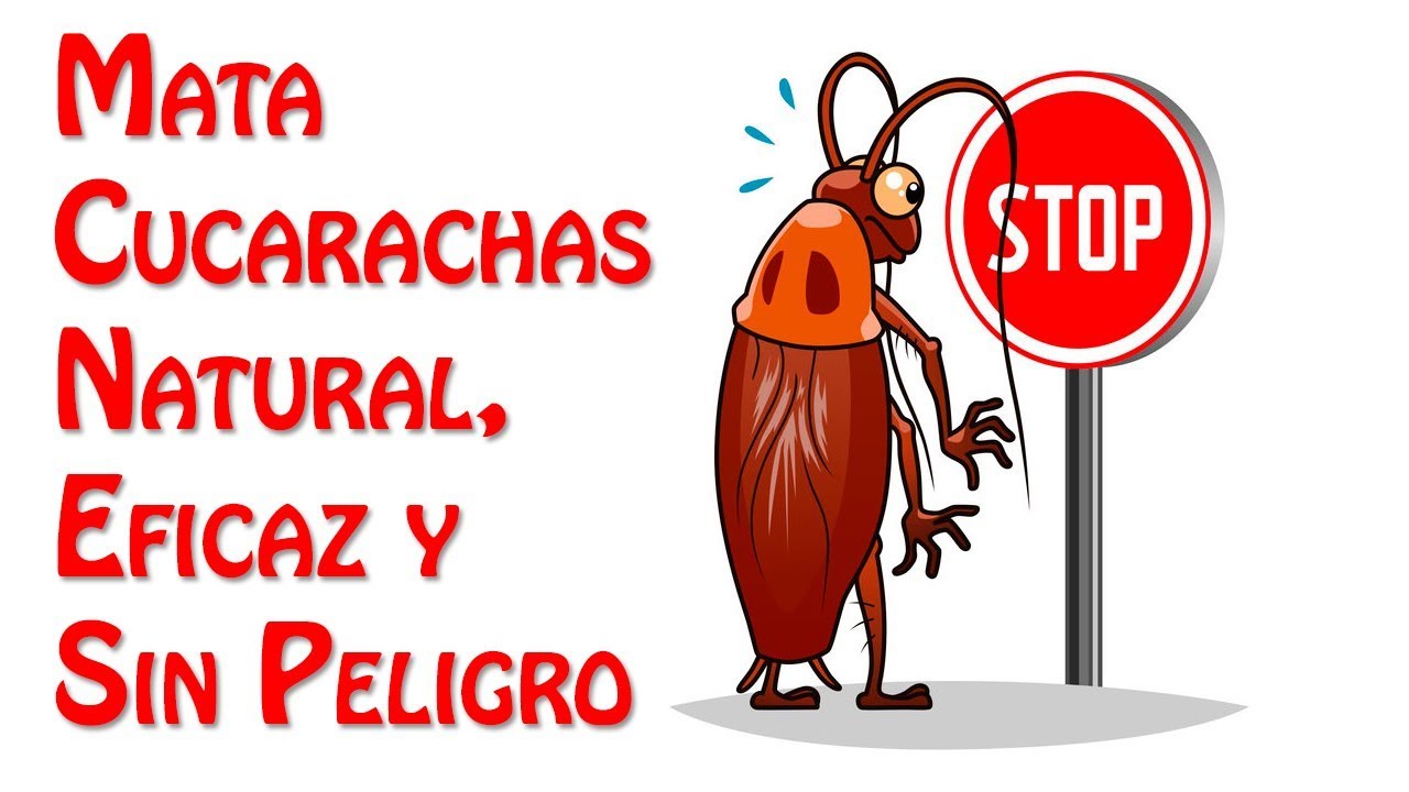 El Mejor Mata Cucarachas Natural, Eficaz y Sin Peligro
