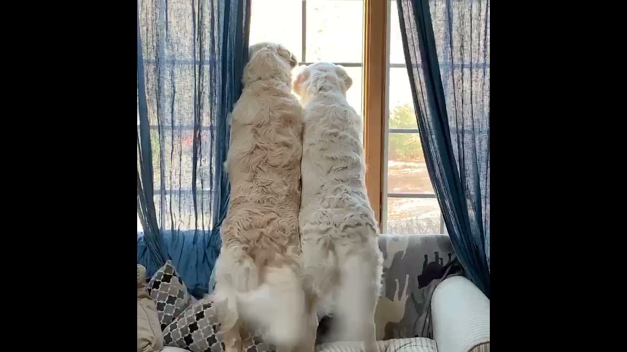 Synchronized Tail Wagging || ViralHog
