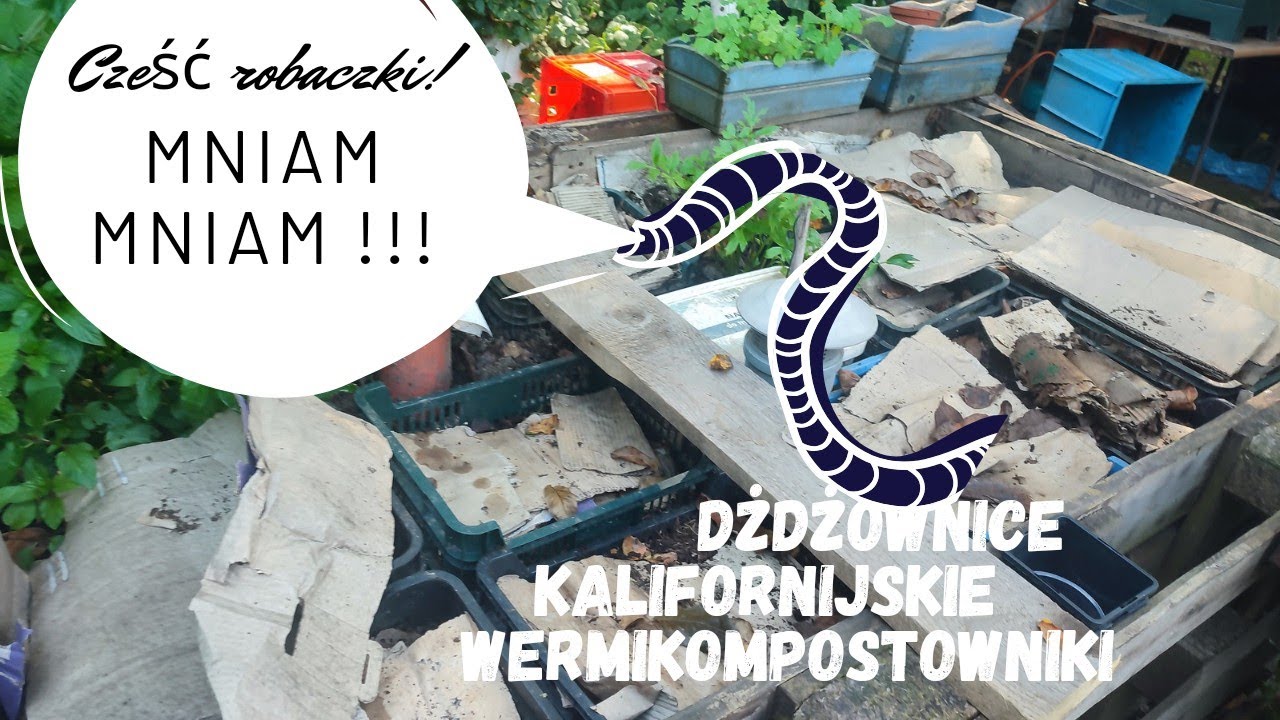 Karmienie dżdżownic w dużym, zewnętrznym wermikompostowniku .