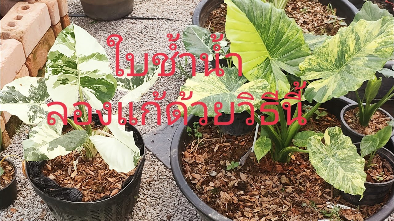 #บอนกระดาษหูช้างด่างเหลือ ใบช้ำน้ำจะแก้ปัญหาอย่างไร?คลิปนี้มีคำตอบ👍👍#เกษตรนอกโรงเรียน#มัลเบอร์รี่