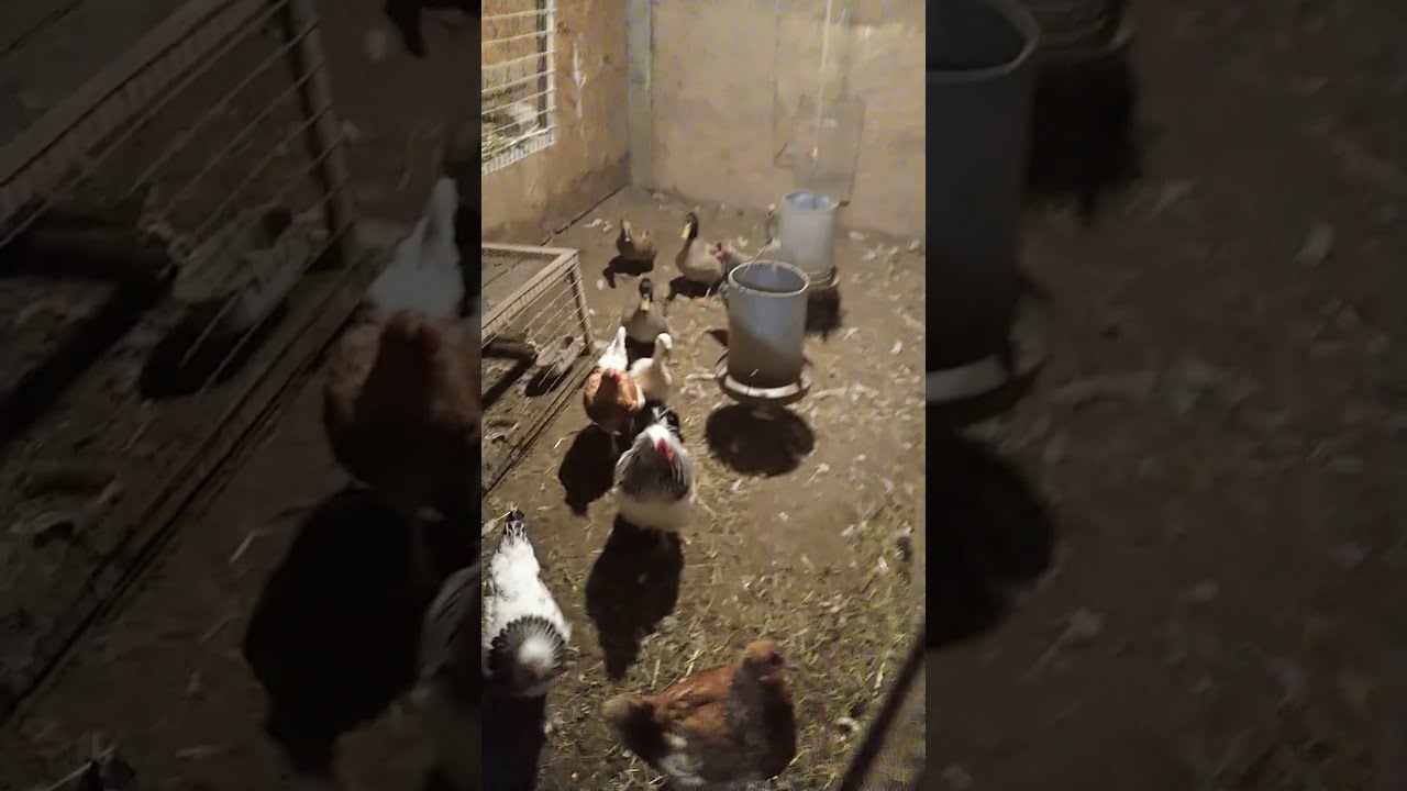 Fernvalley Farm Beekeeping, How My Morning Starts Out Feeding The Chickens, Ducks & Goats  #Shorts