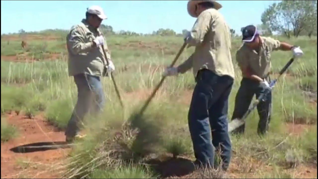 Indigenous Australians have known the benefits of Spinifex Grass for centuries
