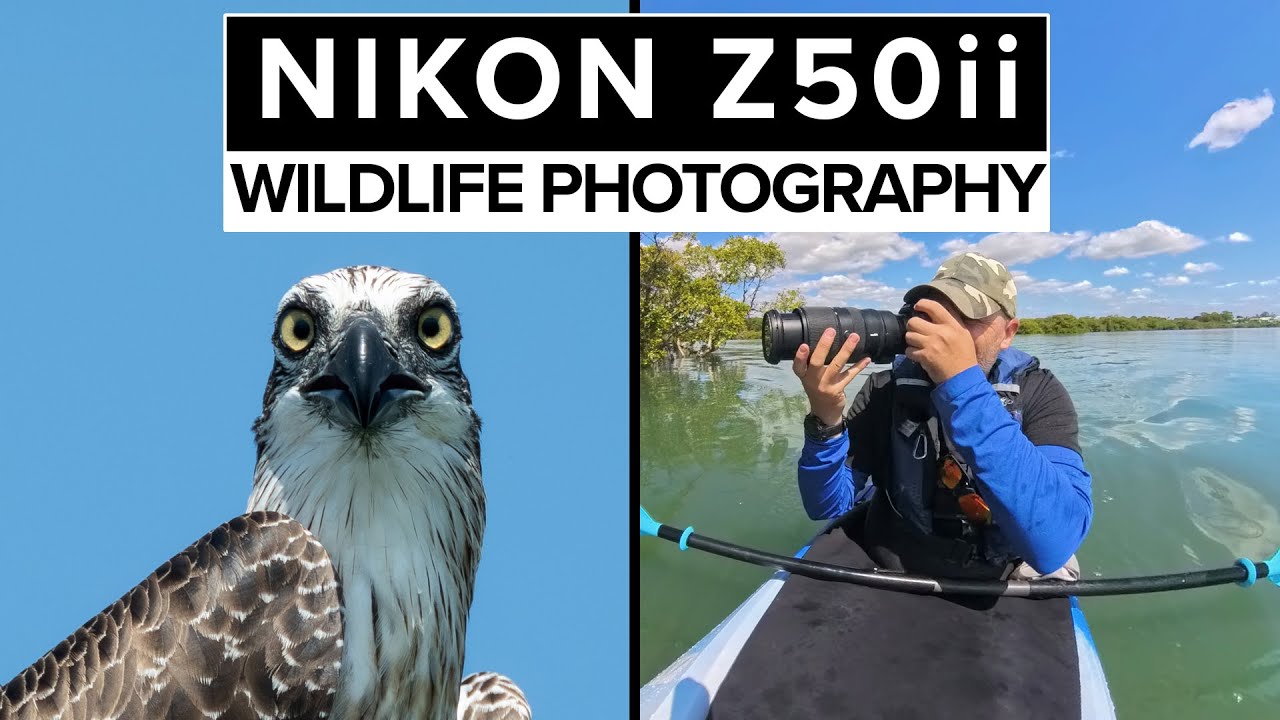 Nikon Z50 ii: год спустя | Обзор съемки дикой природы, макросъемки и астрофотографии