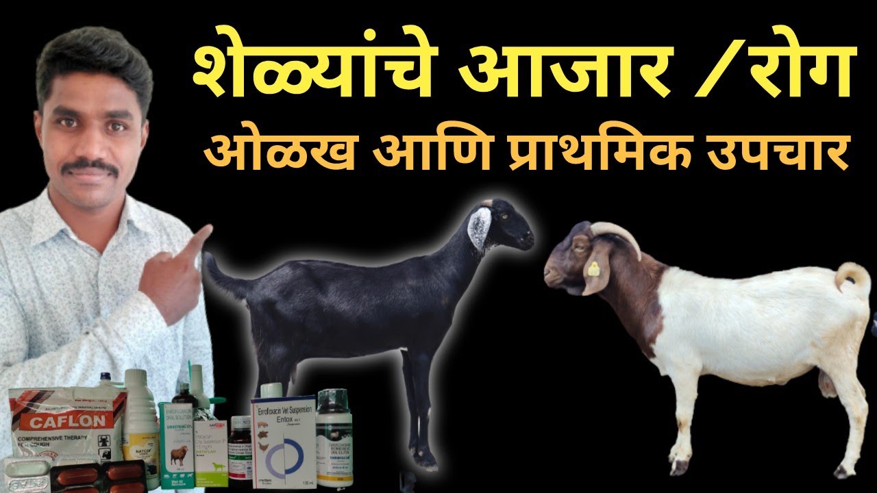 शेळ्यांचे आजार आणि प्राथमिक उपचार कसे करावे | #shelipalan #शेळीपालन #bakari
