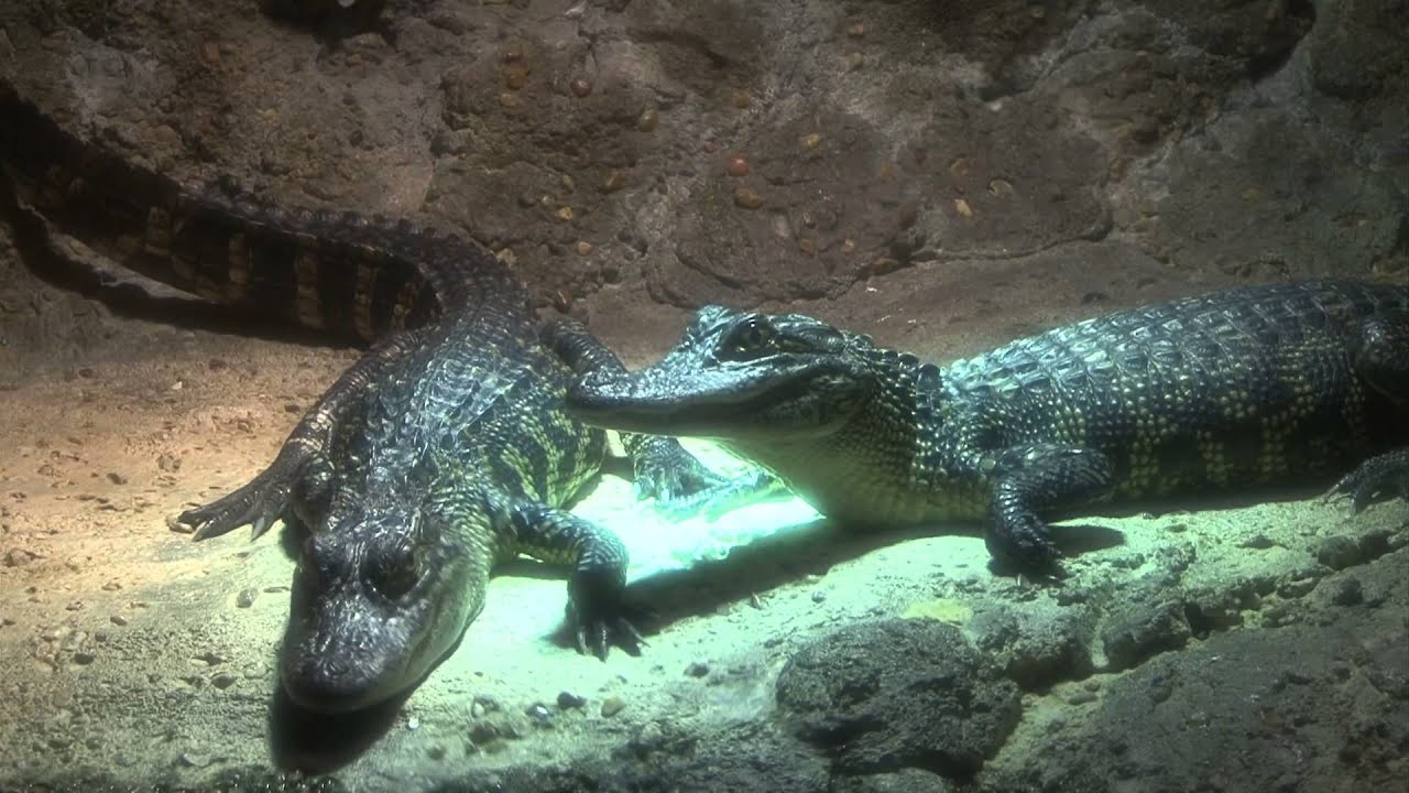 Houston Aquarium