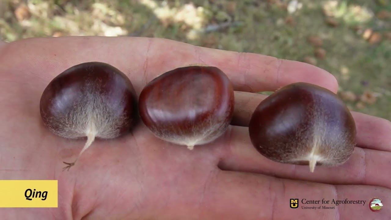 Chestnut Harvest Update (September 2024)