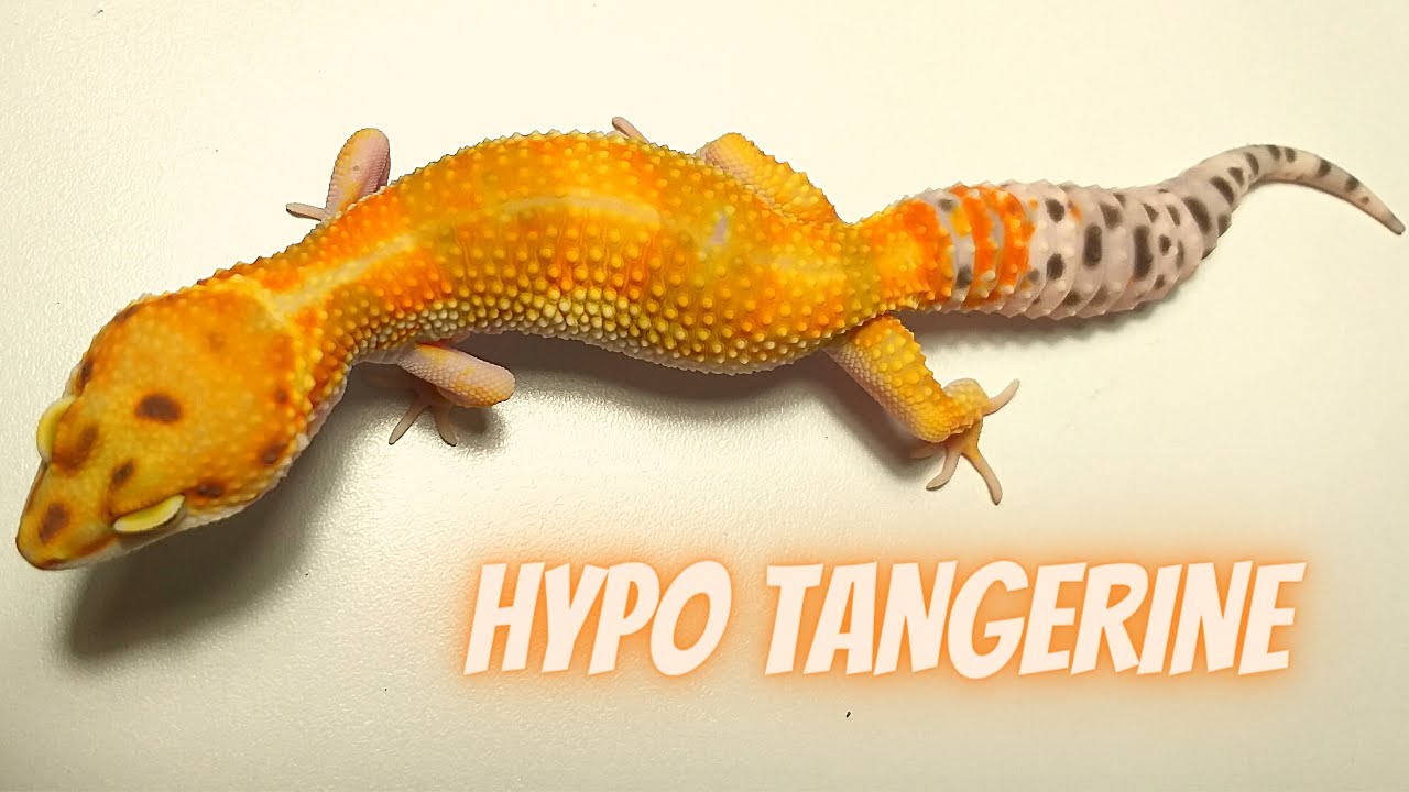 Cómo Es Un Gecko Leopardo Hypo Tangerine Juvenil