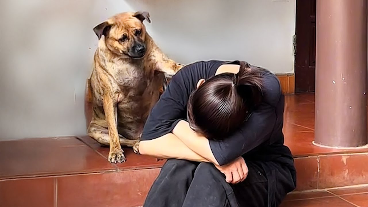 Dogs Being HERO!  😍Dog Videos 2025