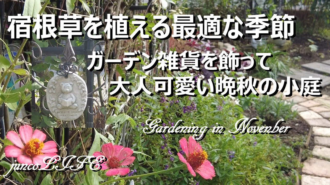 青い花の宿根草＊ローズガーデンカネコさんで購入したクマさんプレート＊猫ちゃん