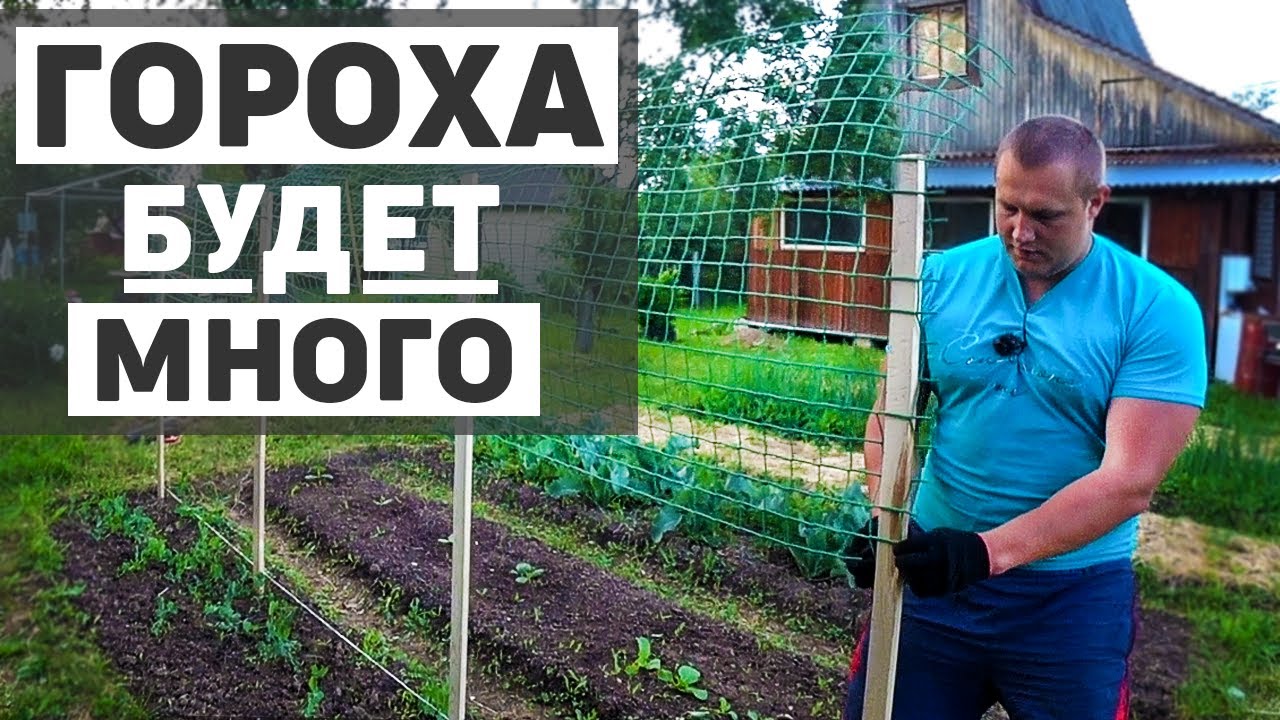 Подвязка гороха к сетке, высокая грядка для большого урожая, дачная жизнь