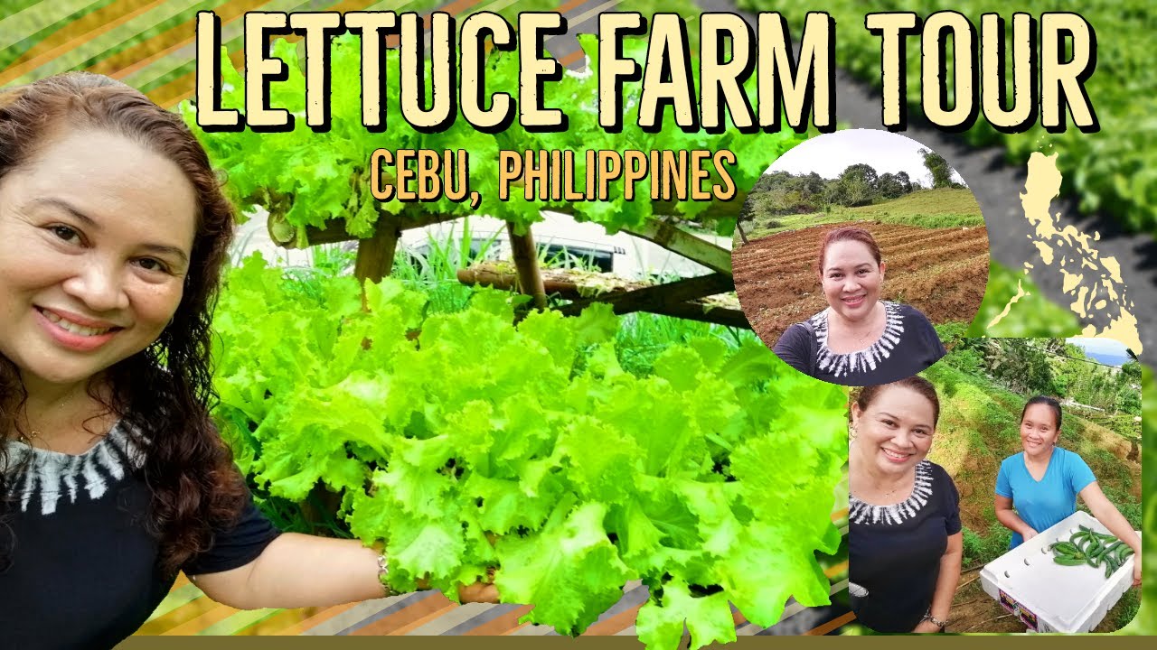 Where To Find An Organic Lettuce Farm in Cebu l Farm Tour l Accidental Discovery l Cebu, Philippines