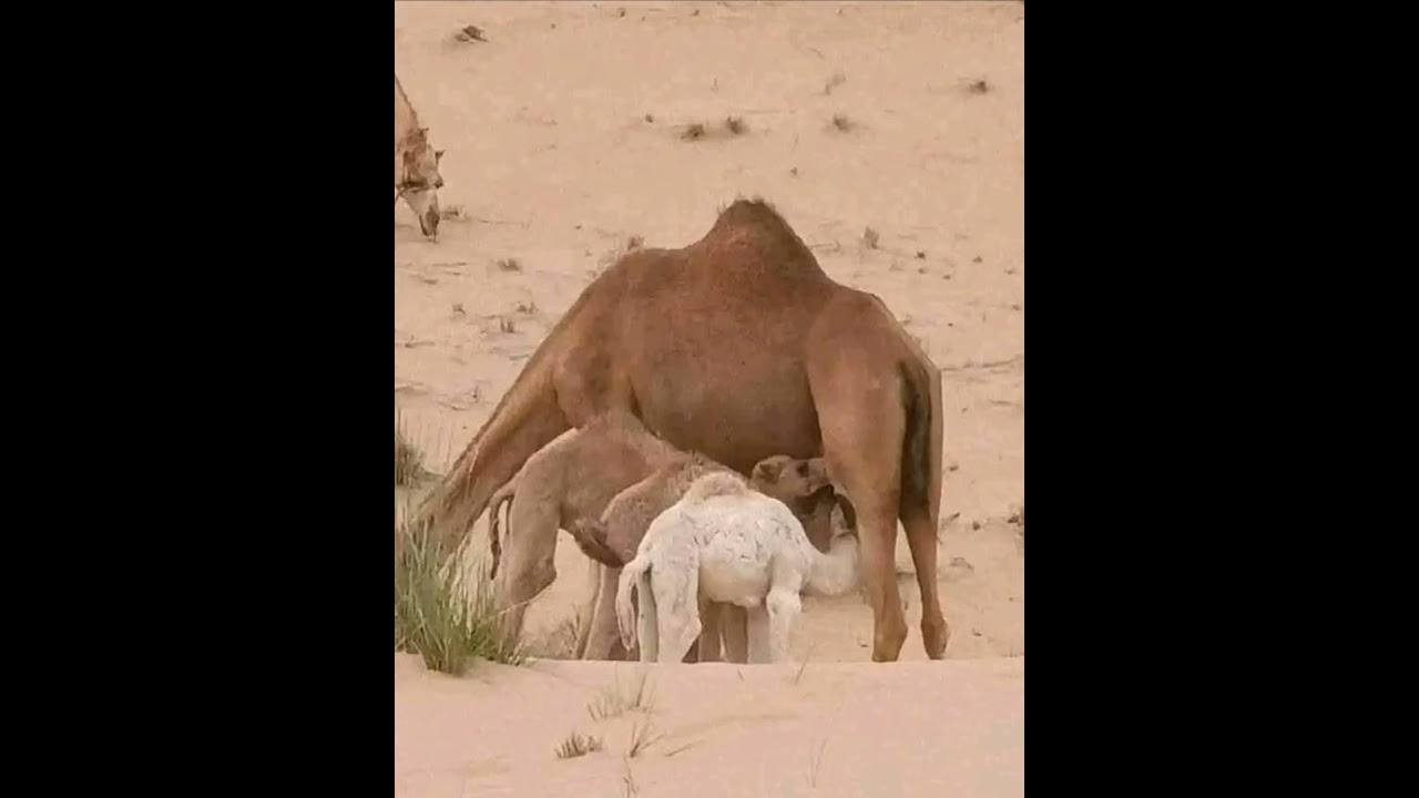 بن عيسى عبدو أغنية وحياة كل كلمة حلوة قلتها ليك 🎸🪘🎸🪘🎸