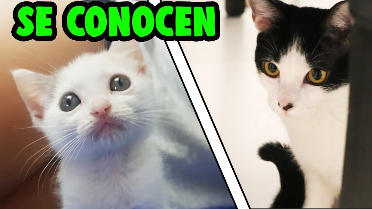 PUSHEEN CONOCE AL NUEVO BEBÉ GATITO