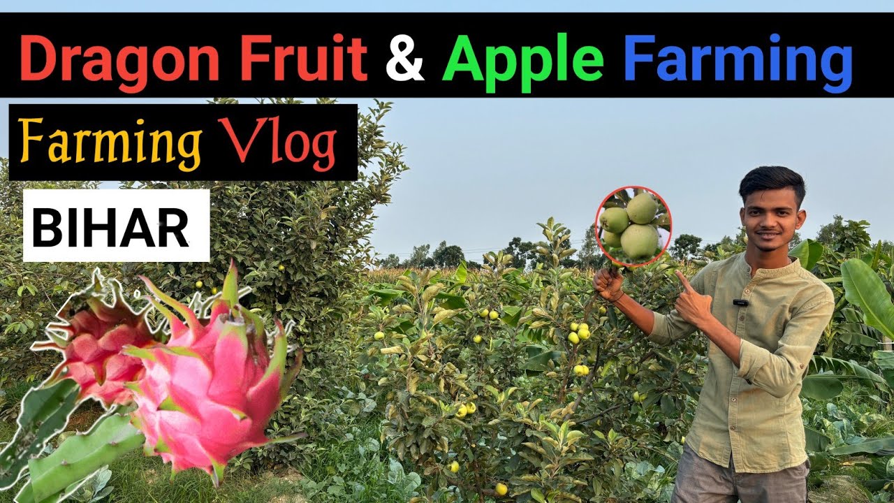 Dragon Fruit & Apple Farming | Farming Vlog Bihar
