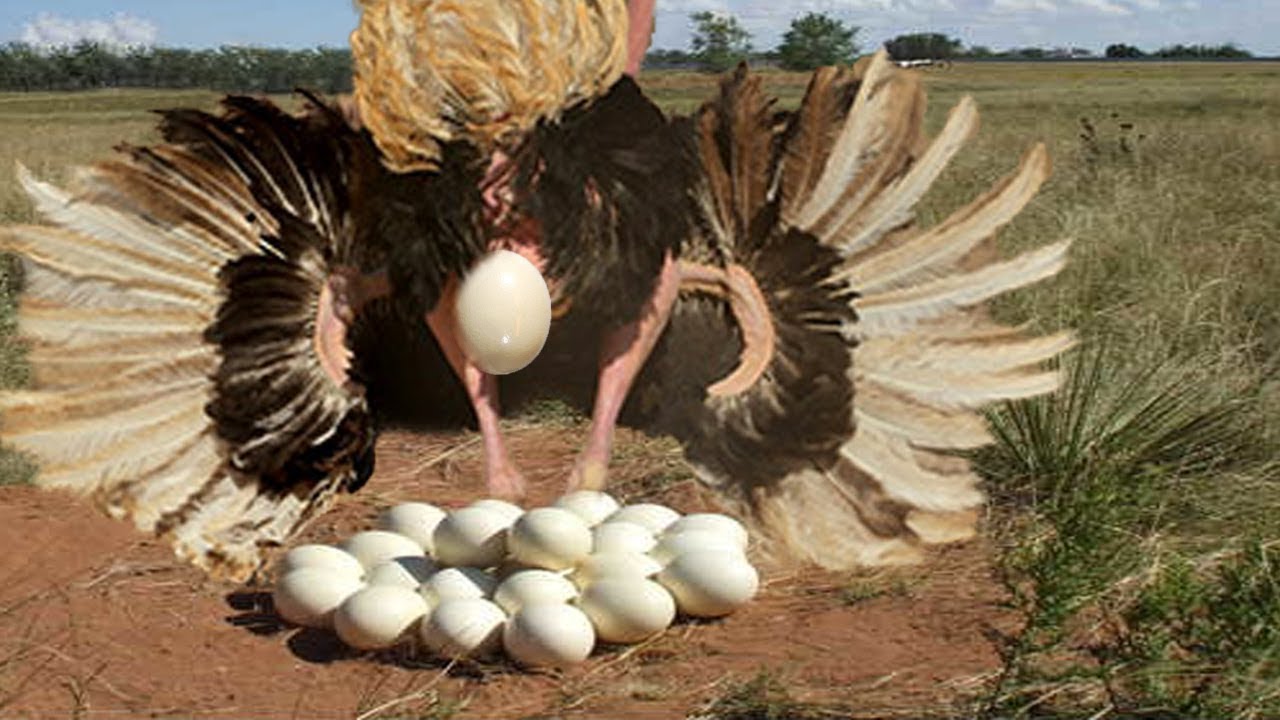 Ostrich Lay Eggs In The Wild | Great