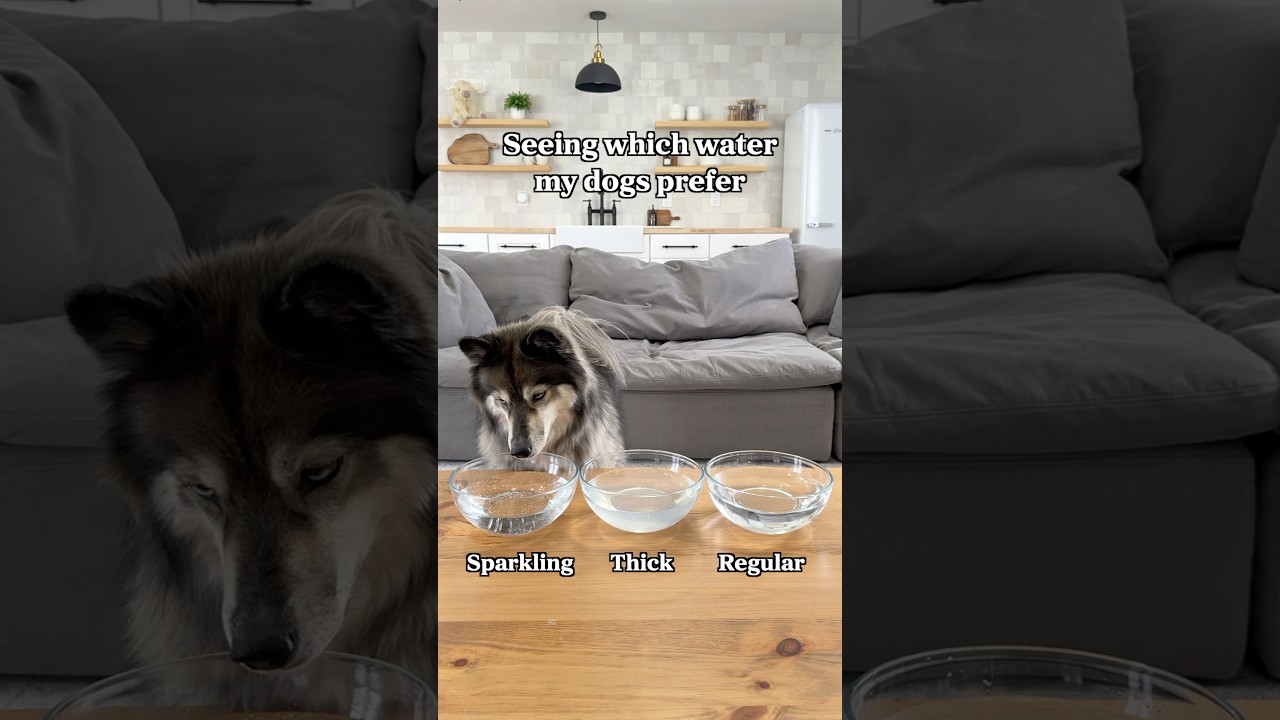 A very important dog experiment