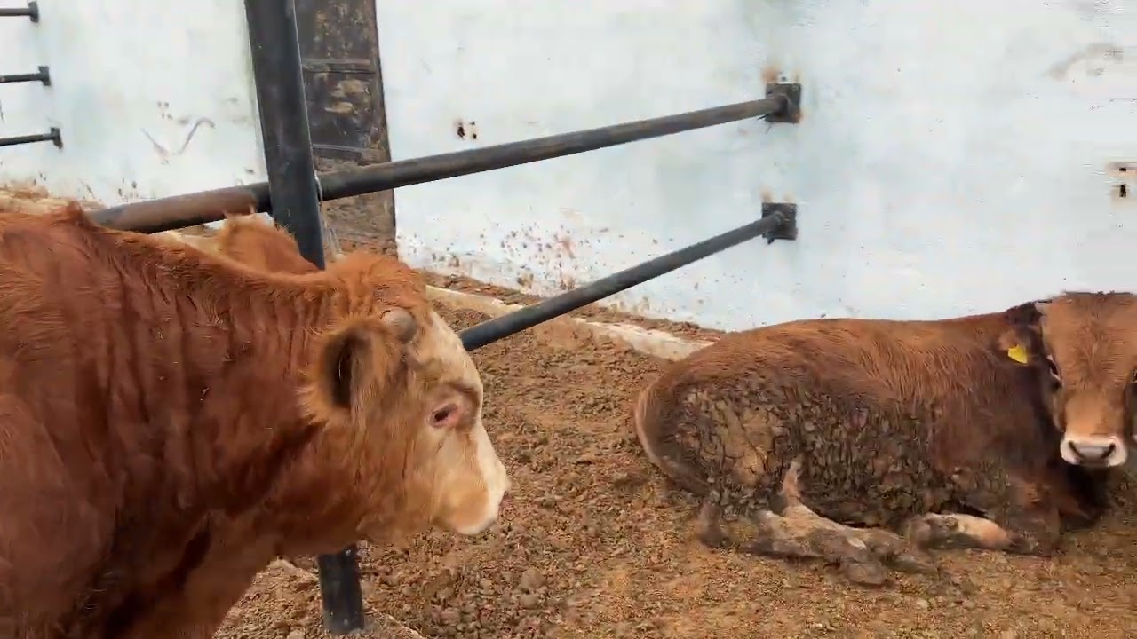 İŞLERİN EN KOLAYI YÜKLEME İŞİ 😂