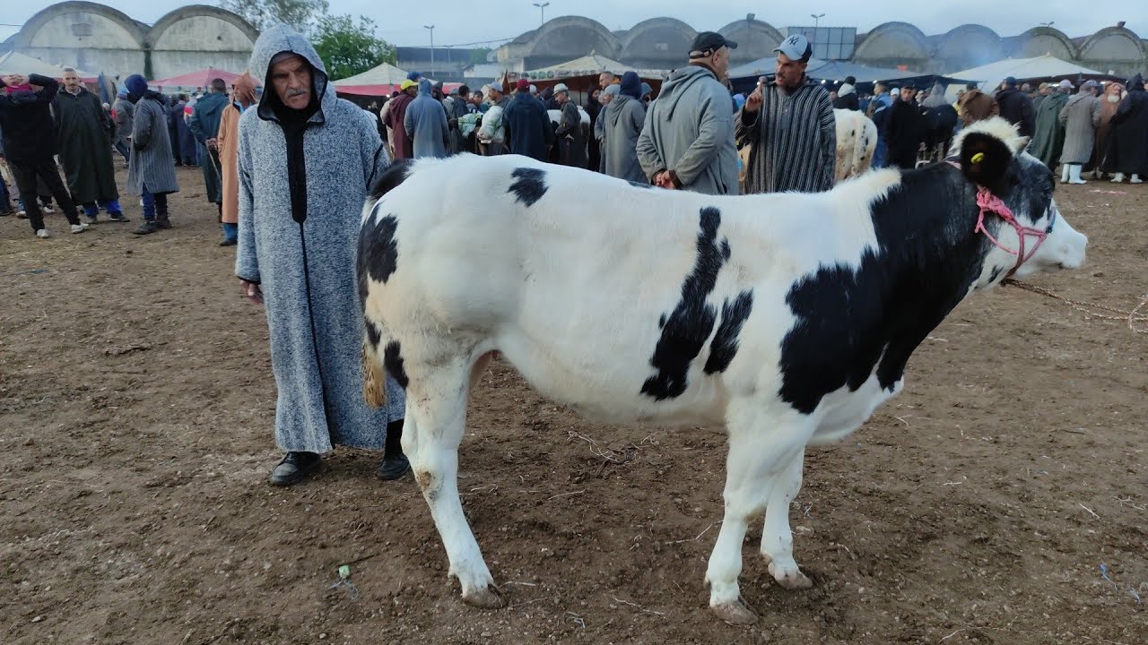 اليوم مباشره الاحد من سوق بنسوده فاس مع اثمنه ديال العجول عيد الاضحى21/04/2024