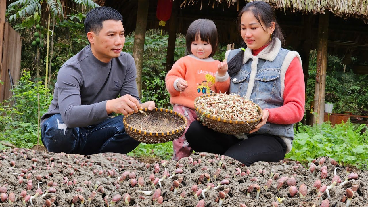 How To Grow Peanuts - Harvest After 7 Days Goes To Market Sell 🌱🥜  Ly Phuc An
