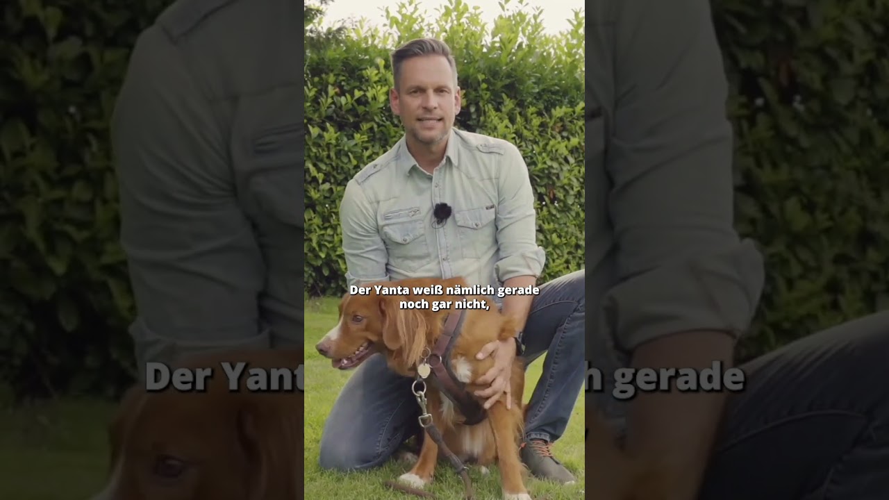 Aufgeregter Hund? So beruhigst du ihn sofort!